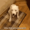 dog-welcome.gif