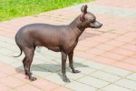 why-is-my-dog-balding.jpg