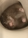 rat.jpg
