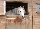 Mr Ed.jpg