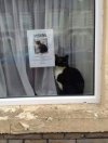 lost pussy.jpg
