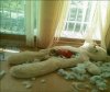 pets2.jpg