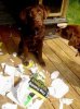 pets3.jpg