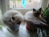 pets6.jpg