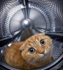 pets8.jpg