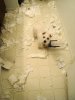 pets9.jpg