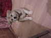 Ariana aged 8 weeks.jpg