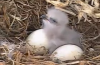 Eagle baby.png