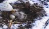 baby eagles1.png