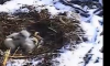 Baby eagles.png