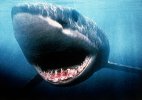 surf shark.jpg