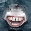 Shark After.jpg