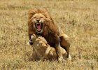 lions-mating-michael-wicks.jpg