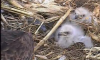 eagle Baby's1.png