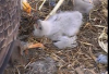 Eagle Baby's2.png
