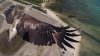 eagle-960x540.jpg