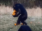 73VF.gif