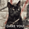 sassy-cats.gif