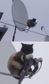 nsa-cat-is-always-watching.jpg