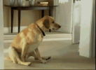 Arse Dog MoQJEqi.gif