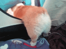 Arse Dog iNc.gif
