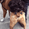 Arse Dog.gif