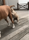 Arse Dog uMLDTL5.gif