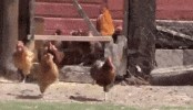 AjarEquatorialBufeo-max-1mb.gif