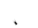 flea.gif