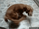 1E3D8DFF-86CB-4875-ADF0-1E46B9134D2B.gif