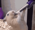 deep-throat-gerbil.gif