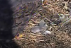 Baby Eagle.png