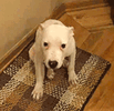 dog smiling crop.gif