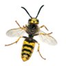 wasp