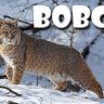 bobcatsky