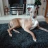 Whippety12