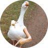 goose1