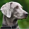 weimaraner95