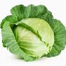 Cabbage