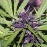 purplehaze