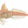 gurnard