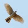 Sparrohawk1