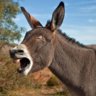 robbiedonkey