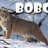 bobcatsky