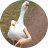 goose1