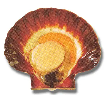 scallops-halfshell-roeon.jpg