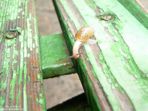 snail1.jpg