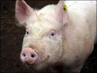 farm_pig.jpg