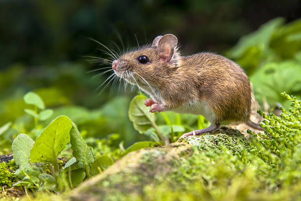 wood-mouse-on-root-of-tree.jpg