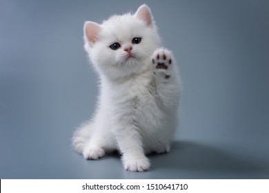 british-shorthair-kitten-silver-color-260nw-1510641710.jpg